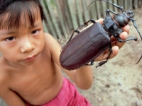 15 самых крупных насекомых в мире