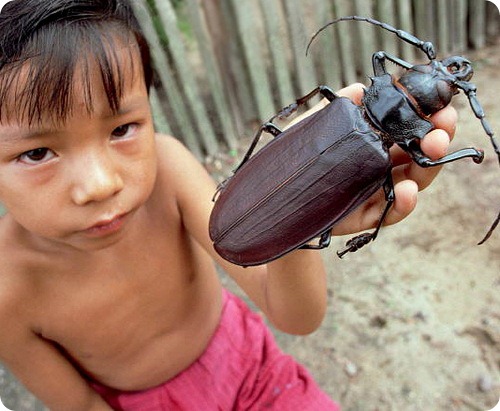 Самые крупные насекомые в мире