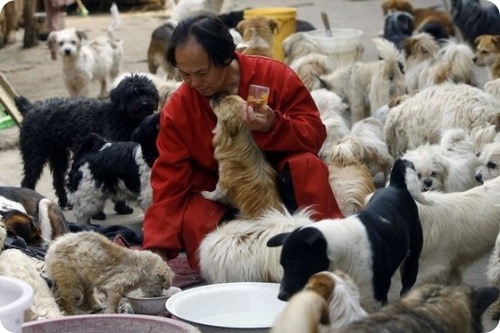Китайский шеф-повар заботится о 140 бездомных собаках