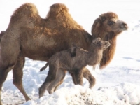 Детеныш двугорбого верблюда в снегах Миннесоты