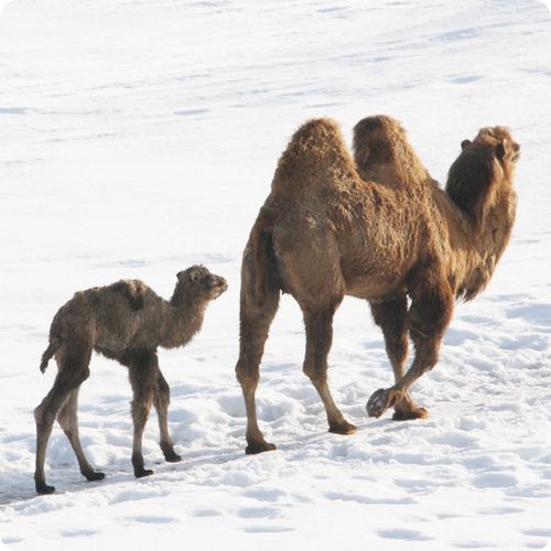Детеныш двугорбого верблюда в снегах Миннесоты