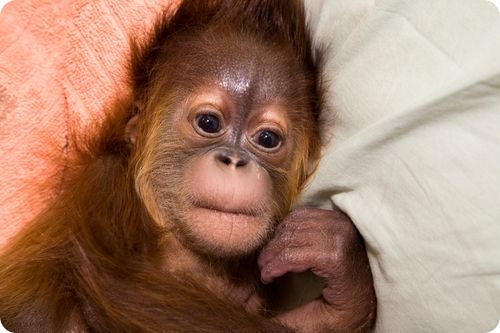 Орангутанг Рему нашел приемную маму