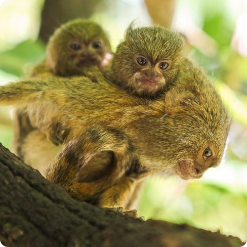 Самые маленькие обезьяны родились в зоопарке Перта