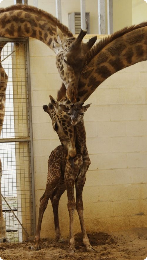 Первый жираф за 26 лет