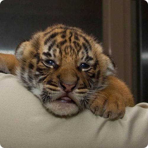 Малазийские тигрята в первый раз открыли глазки