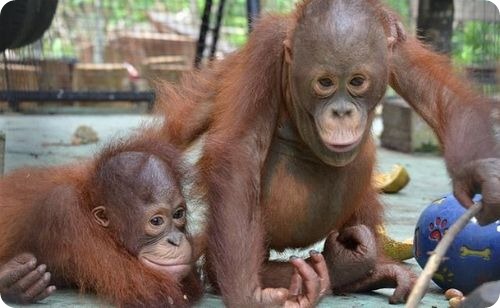 Спасая Индонезийских орангутангов