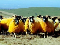 Специальный окрас у овец
