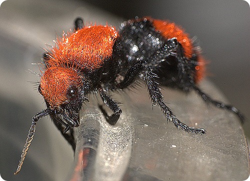 Осы-немки, или красные бархатные муравьи