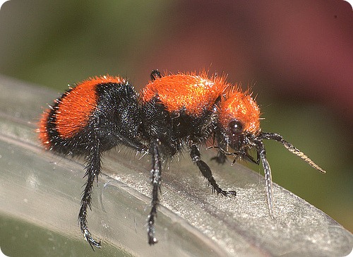Осы-немки, или красные бархатные муравьи