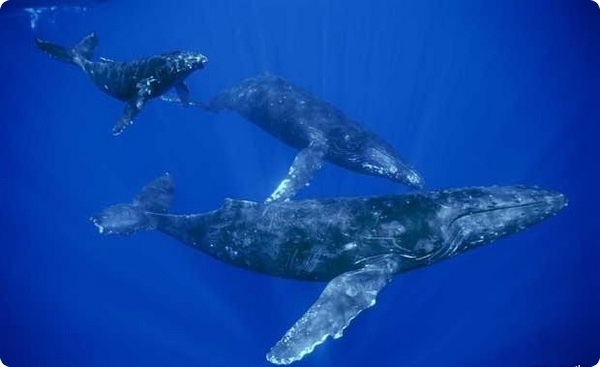 Нелёгкий путь горбатого кита
