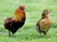 Эта курица снесёт к пасхе зеленые яйца