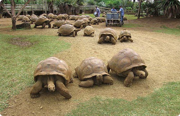 Сейшельские черепахи спасли хурму