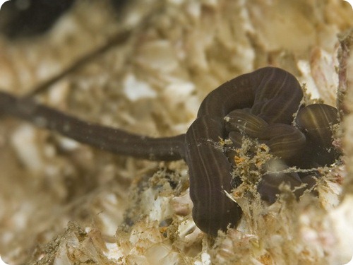 Ленточный червь - Lineus longissimus