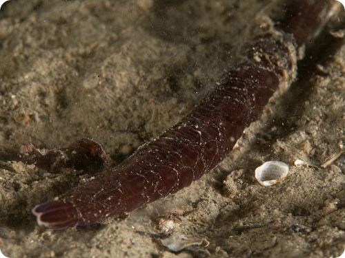 Ленточный червь - Lineus longissimus