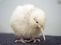 В Новой Зеландии вылупился белый цыпленок киви