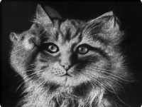 Ручные кошки: Рисование пухом