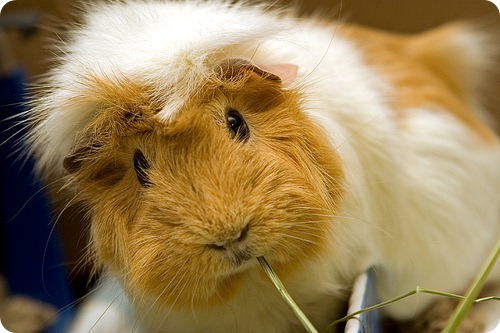 Абиссинская морская свинка (Abyssinian Guinea Pig) 