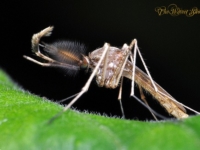 10 интересных фактов о комарах