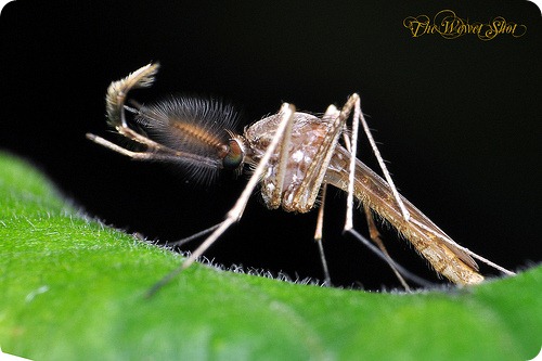 10 интересных фактов о комарах