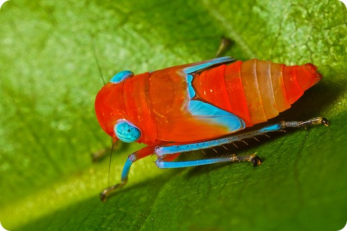 Красно-синие цикадки