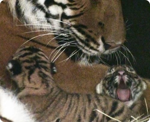 Очаровательное трио малайских тигрят