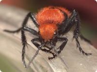 Красные бархатные муравьи