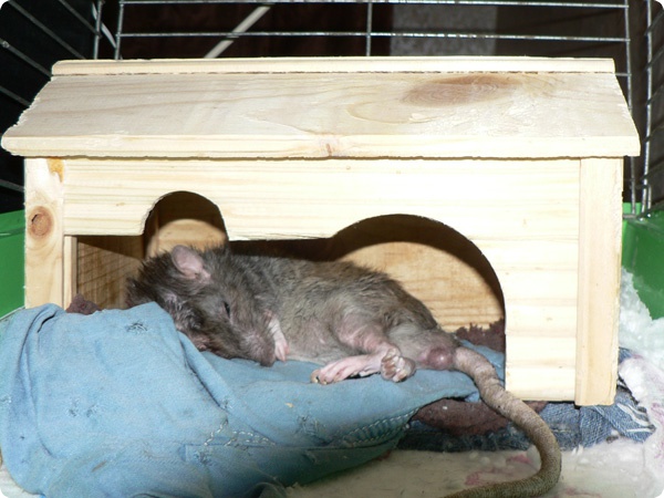 Что видят во сне крысы