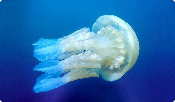 Медузы могут смотреть из воды в воздух