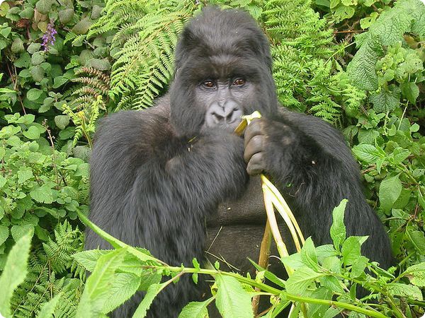 Как горные гориллы сохраняют фигуру