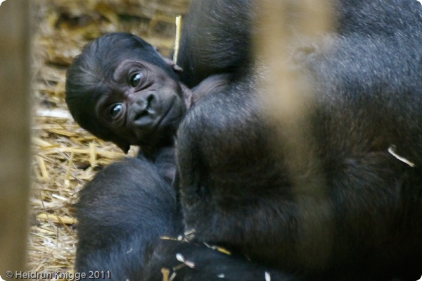 Потомство гориллы в Гейдельбергском зоопарке