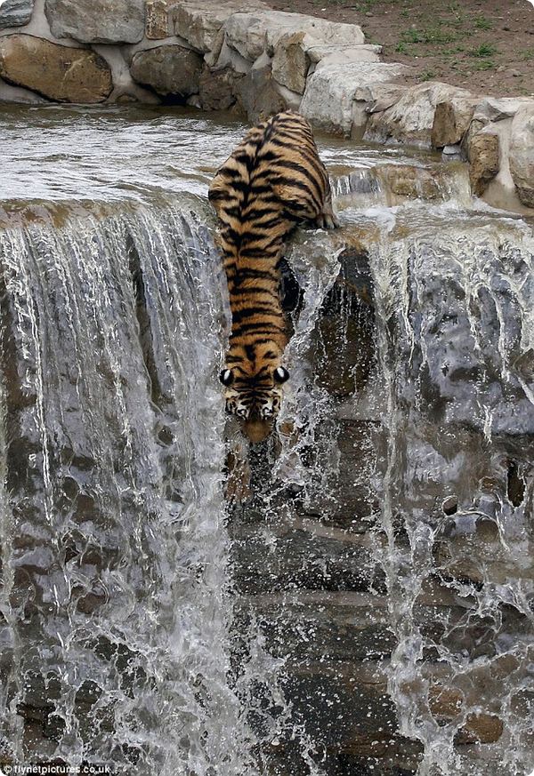Тигр – экстремал