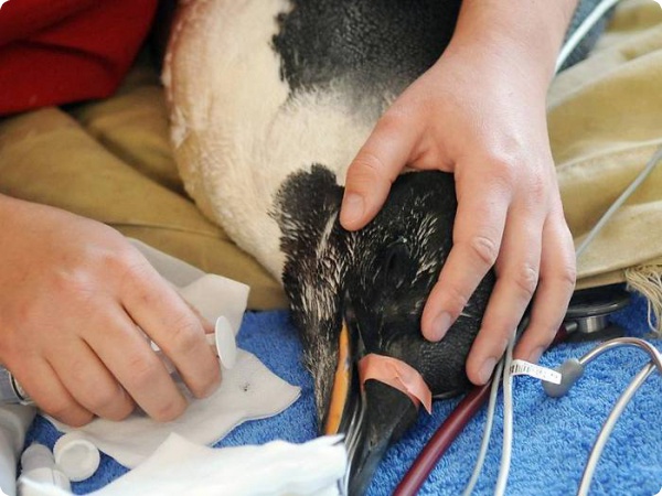 Заблудившегося пингвина начали лечить