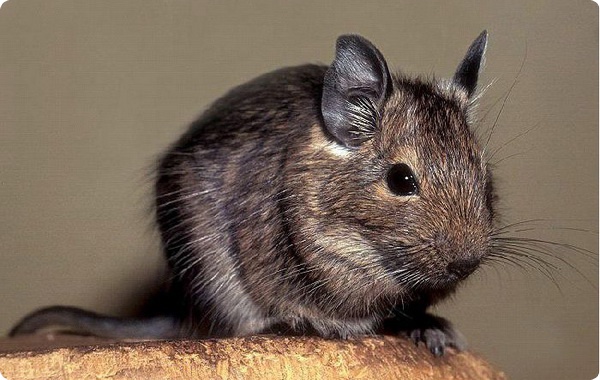 Обнаружены новые виды кустарниковых крыс