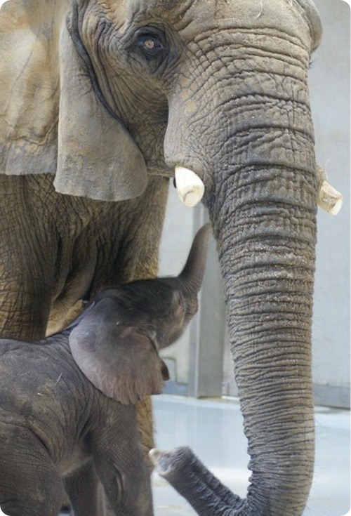 Долгожданный слоненок из Толедо