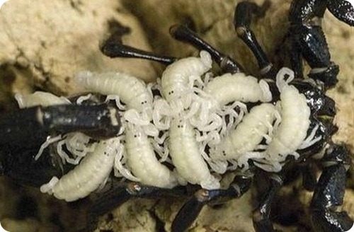Выводок императорских скорпионов