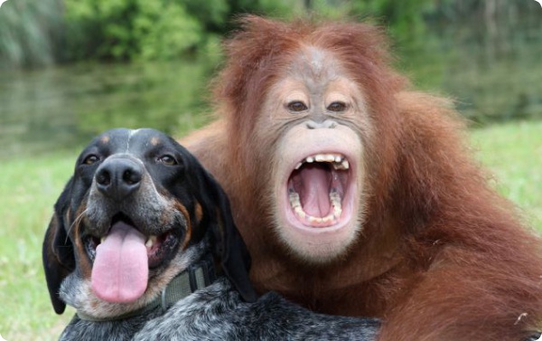 Орангутанг и собака - дружба навсегда!