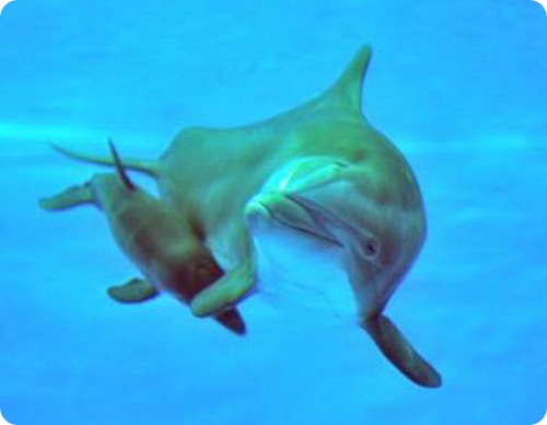 Радостный переполох в Театре дельфинов