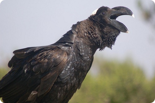 Бронзовая ворона (лат. Corvus crassirostris)