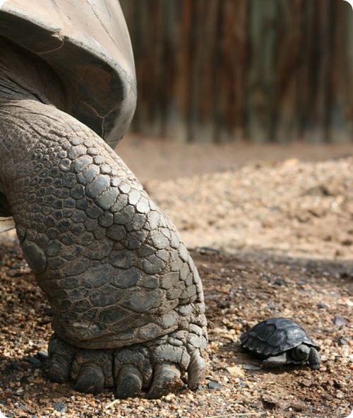 Первый детеныш галапагосской черепахи в Австралии
