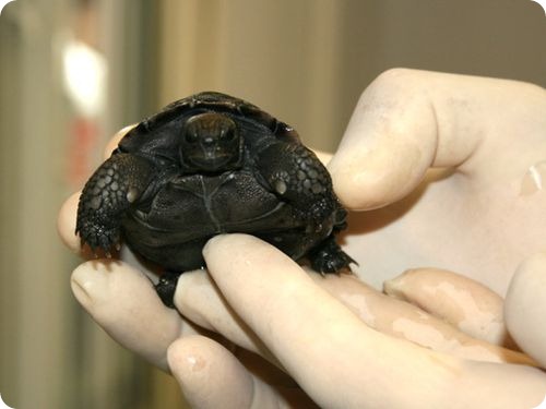 Первый детеныш галапагосской черепахи в Австралии