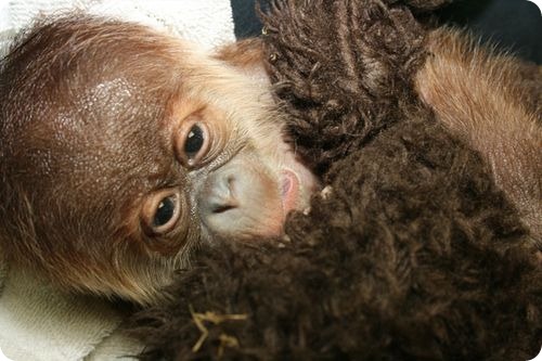 Орангутанг из Канзаса знакомится с мамой
