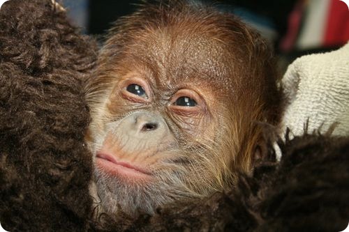 Орангутанг из Канзаса знакомится с мамой