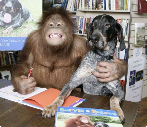 Орангутанг и собака - дружба навсегда!