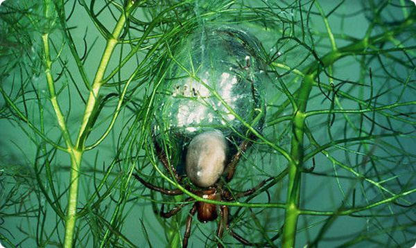 Как под водой дышит паук-серебрянка?