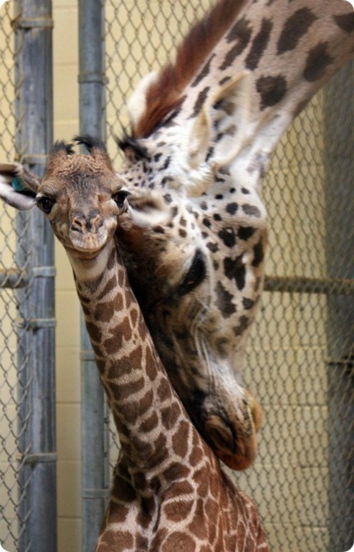 Детеныш масайского жирафа из Кливленда