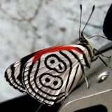Бабочка «восемьдесят восемь»