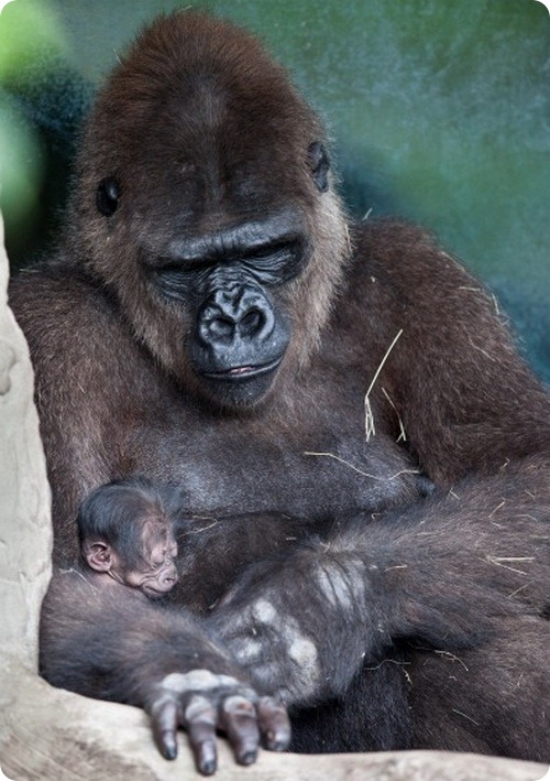Детеныш западной равнинной гориллы из Майами