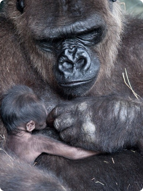 Детеныш западной равнинной гориллы из Майами