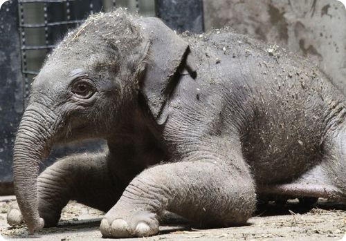Детеныш азиатского слона из Сент-Луиса