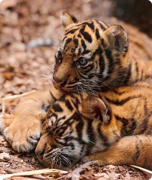 Двойня суматранских тигров